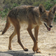 Illustration for article titled Seal Beach Has Decided to Solve Its Coyote Problem By Killing Them